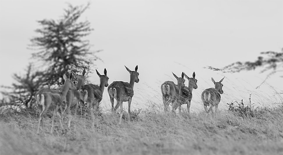Black Bucks at Maidanahalli