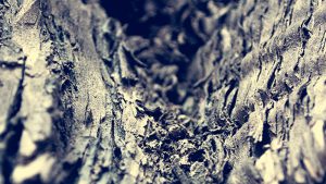 Read more about the article Crevice of a Tree