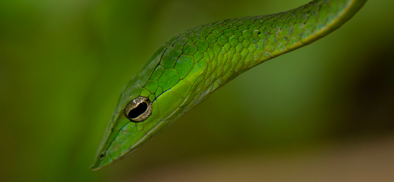 Read more about the article Macro & Nature Photography Expedition – Agumbe